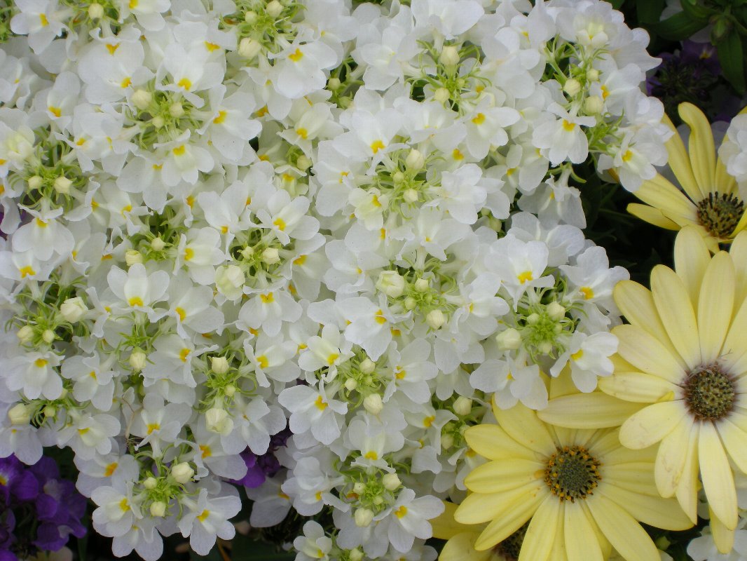 本文とは関係ありませんが透明感が素敵な花
