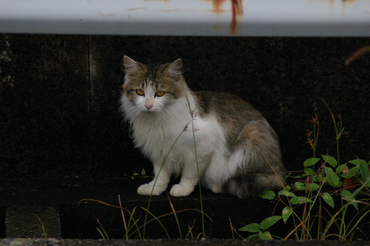 荒尾の猫