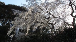岡崎・奥山田のしだれ桜